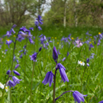 Bluebell Meadow