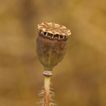 Poppy seed head (Papaver rhoeas)