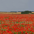 Poppy Field, Lincolnshire